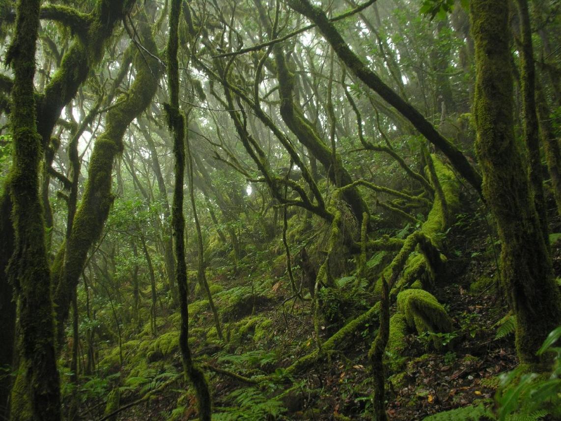 Santa Cruz De Tenerife Toscal Екстер'єр фото